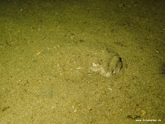 Uranoscopus scaber (Himmelsgucker)